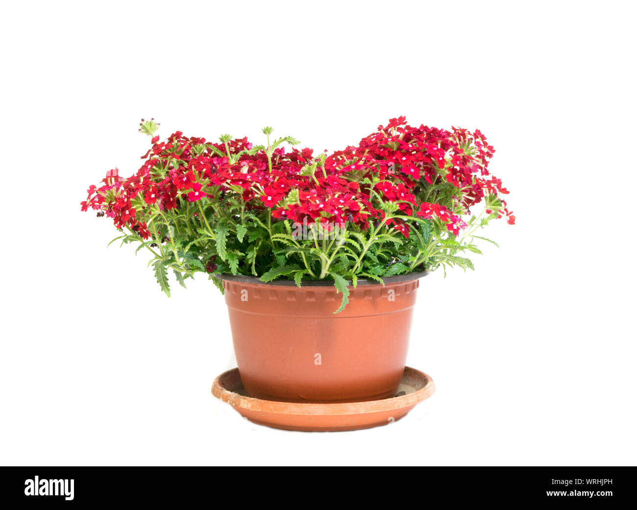Belles fleurs rouges en pot isolé sur fond blanc Photo Stock - Alamy