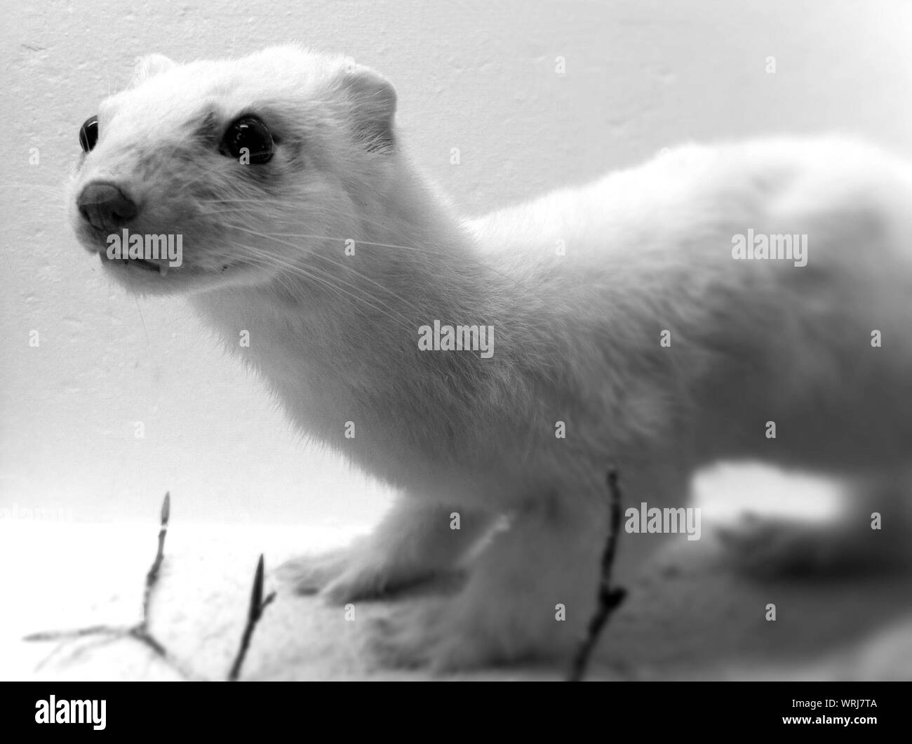Belette A Queue Courte Banque D Image Et Photos Alamy