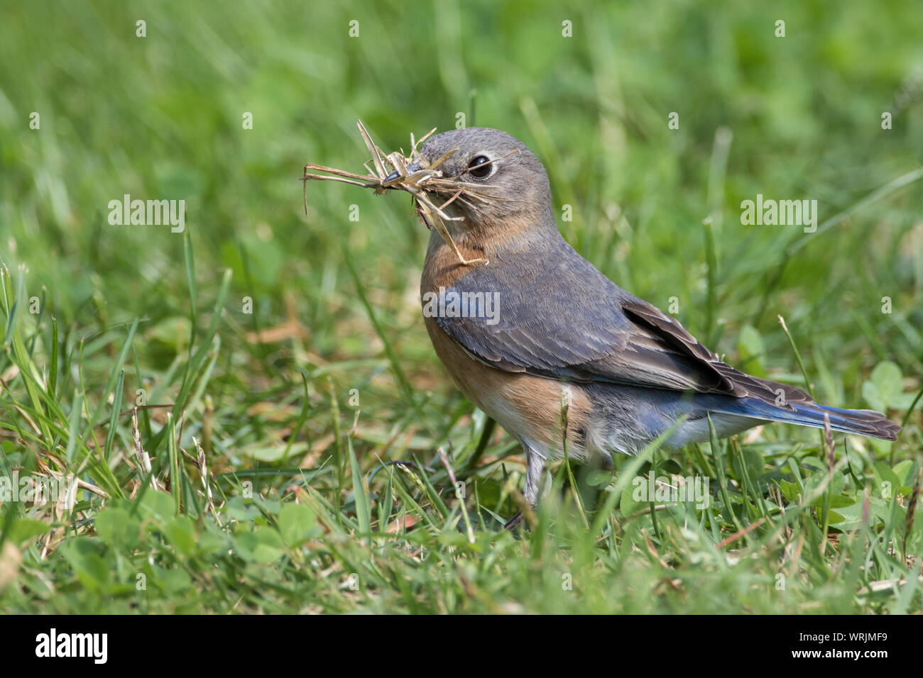 Femelle, Sialia sialis, bluebird oriental, collectant du matériel de nidification. Banque D'Images