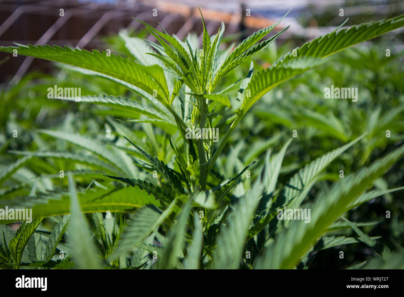 Les plants de marijuana dans les premiers stades de plus en jardin Banque D'Images