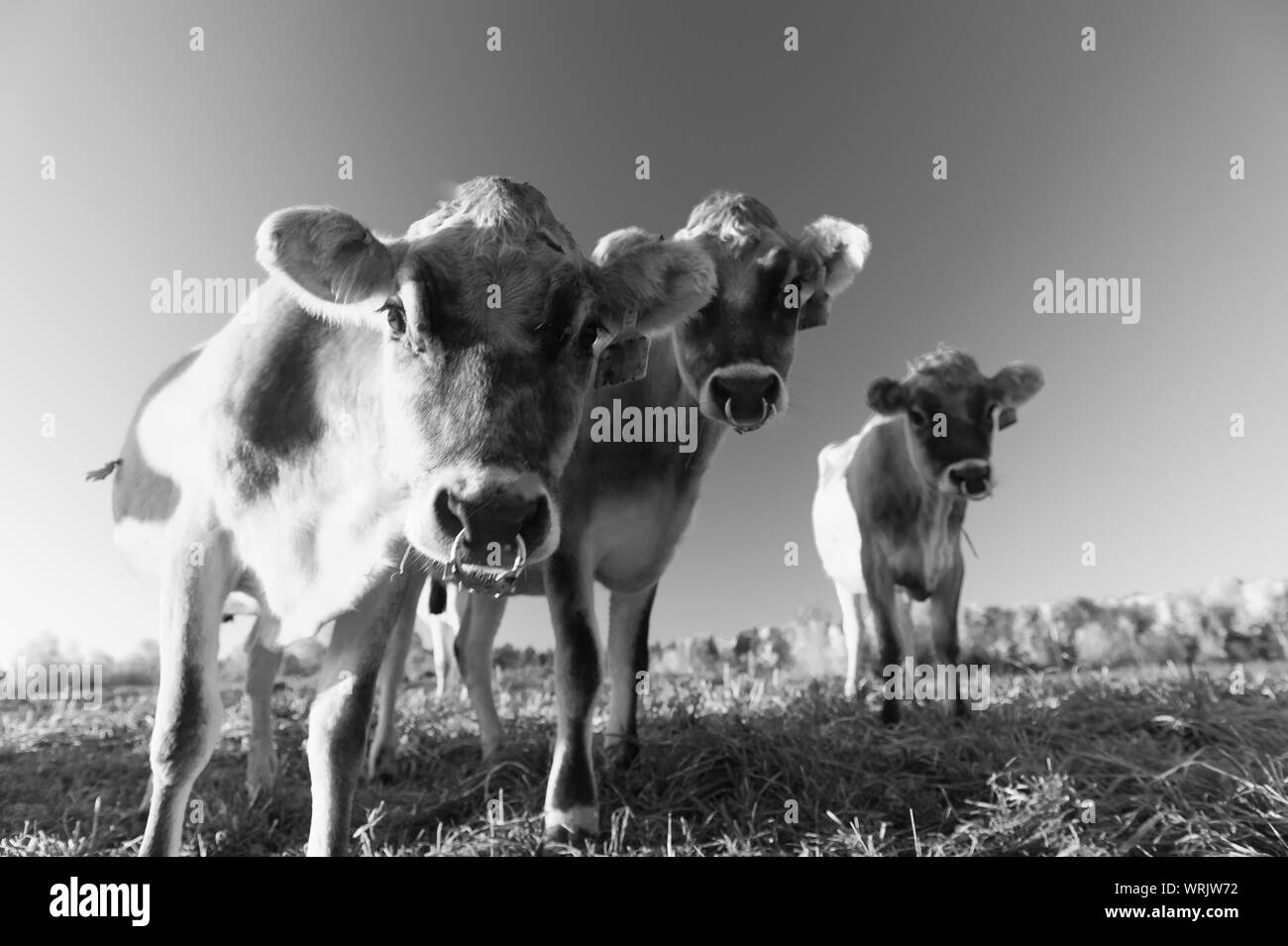 Libre de vaches regardant la caméra, Stowe, Vermont, Etats-Unis Banque D'Images