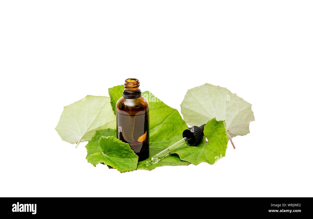 Tussilago farfara( coughwort,tash plante, farfara) communément appelé âne que l'on croit être le remède contre la toux. Bouteille de teinture avec des feuilles fraîches, Banque D'Images
