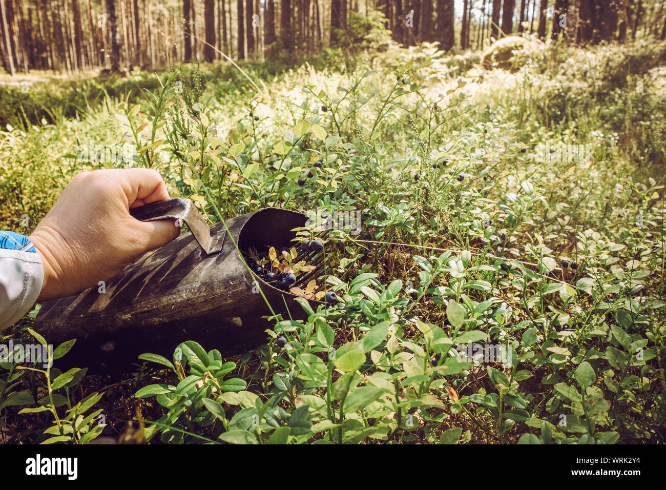 Vue rapprochée de la main à l'aide de personne berry picker d'outils à main pour prendre plus rapidement de bleuets biologiques sauvages dans une forêt de pin nordique naturel en été. Banque D'Images