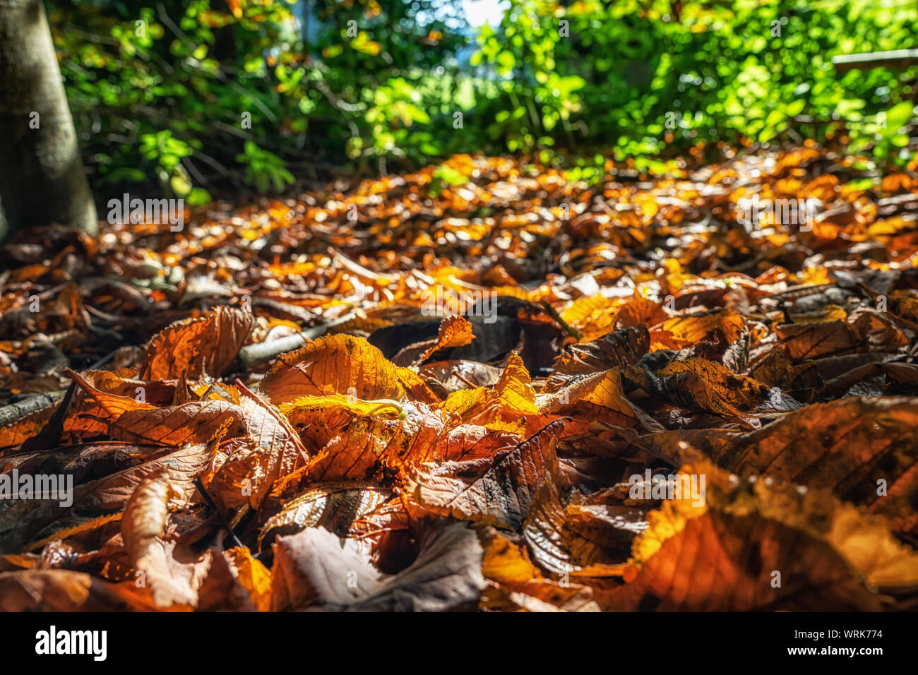 Les feuilles d'automne au défrichement des terres forestières Banque D'Images