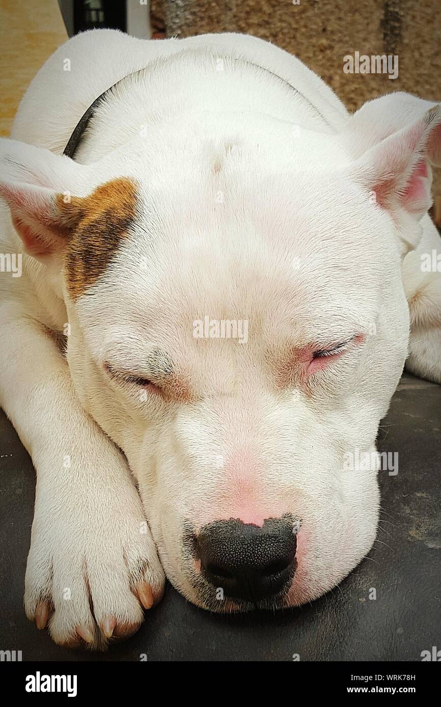 Close-up of Sleeping bulldog américain en plein air Banque D'Images