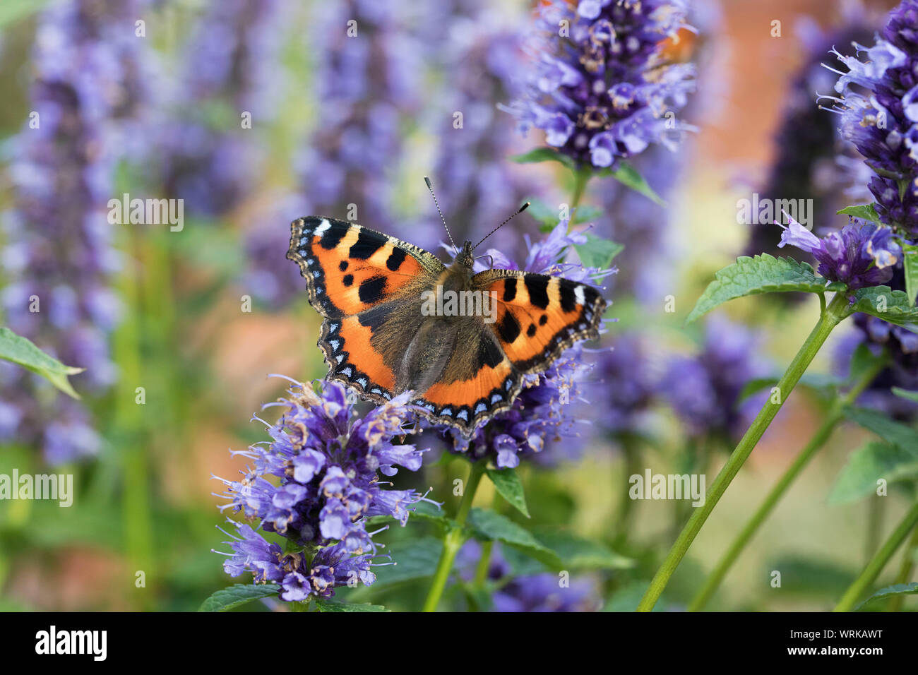 Les petites écailles de papillon, Aglais urticaire, se nourrissant de plantes jardin plante dans un jardin gallois, Powys, au Royaume-Uni. Septembre 2019 Banque D'Images