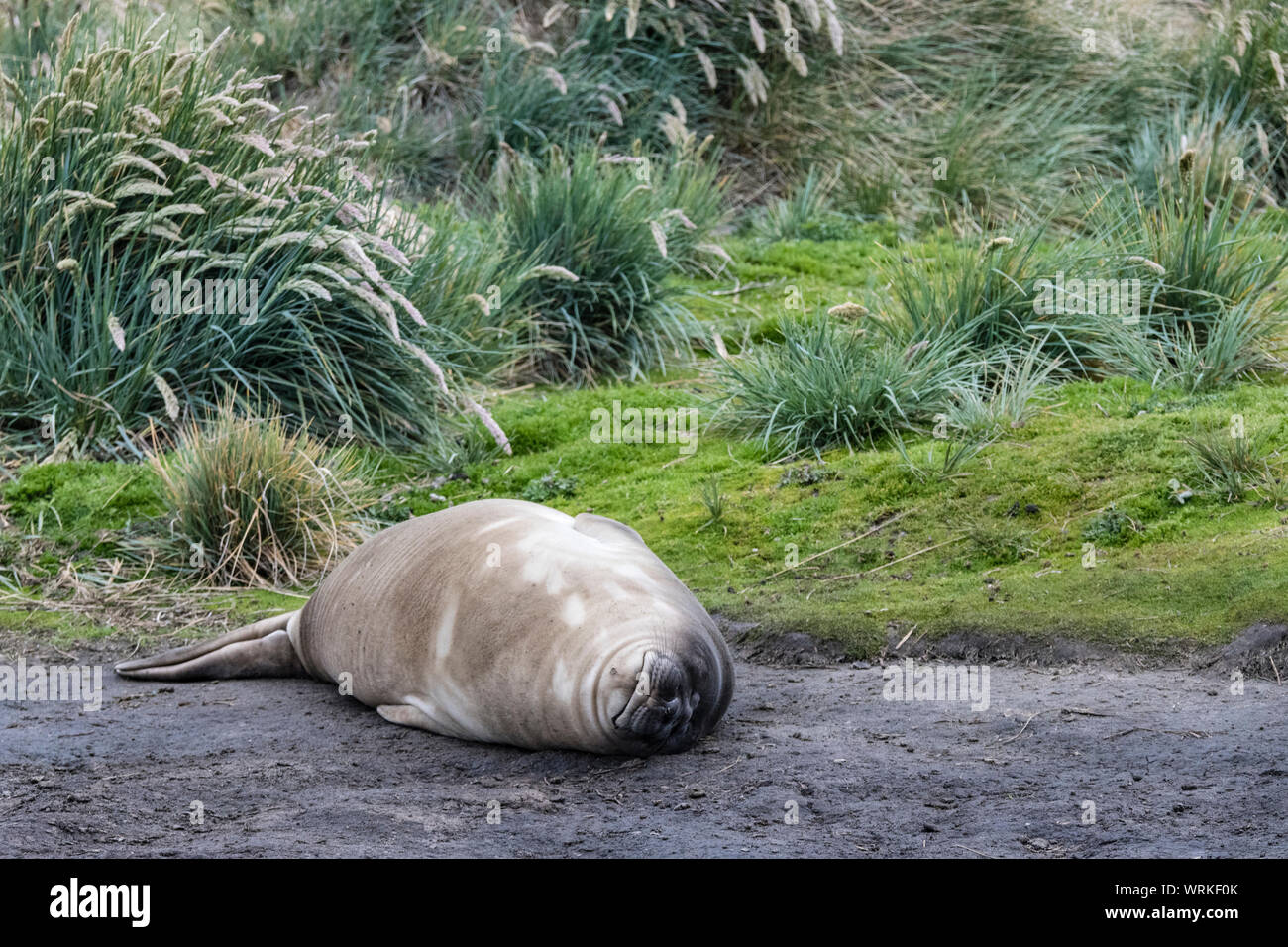 L'Éléphant de bébé phoque, Mirounga leonina, couchée, se reposer, dormir, l'île de Sea Lion, dans les îles Malouines, Atlantique Sud Banque D'Images