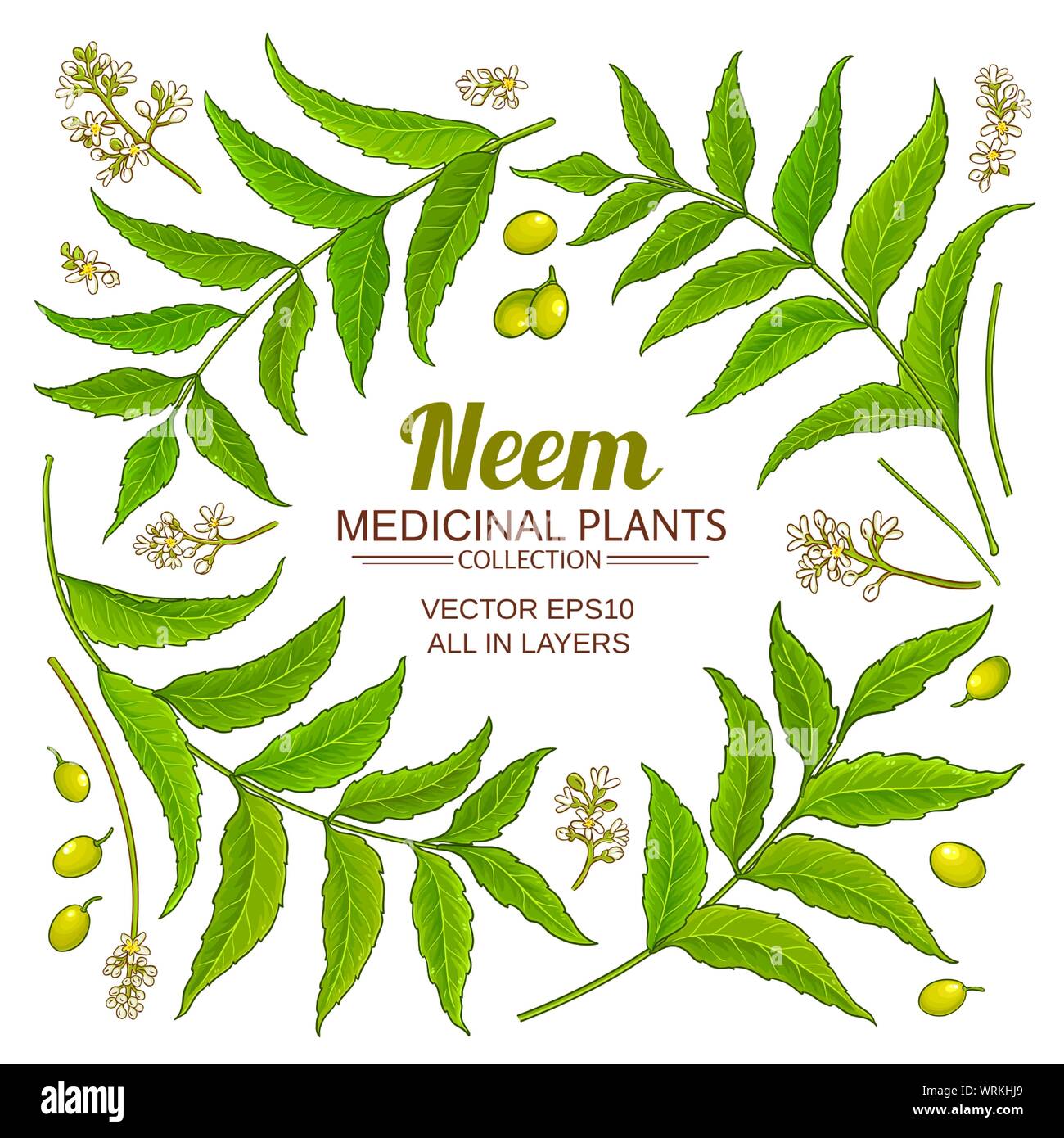 Éléments de neem vector set sur fond blanc Illustration de Vecteur