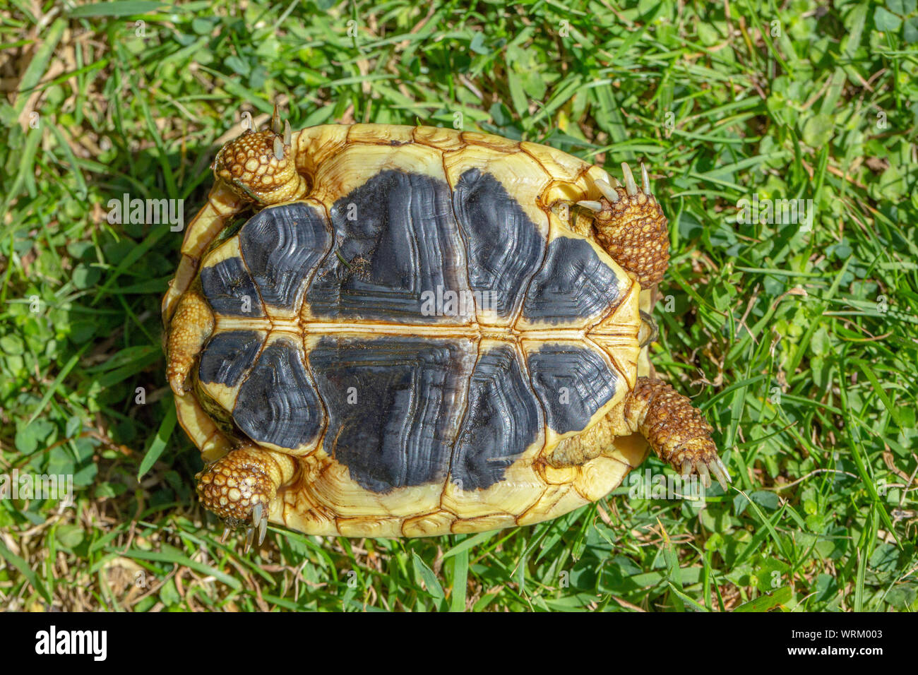 La tortue d'Herman de l'Ouest (Testudo hermanni hermanni). Close up du plastron, ou dessous, montrant le shell continue contrastées coutures jaunes et noires parallèles, côte à côte, d'avant en arrière. L'une des trois caractéristiques d'identification pour cette la sous-espèce nominale. Banque D'Images