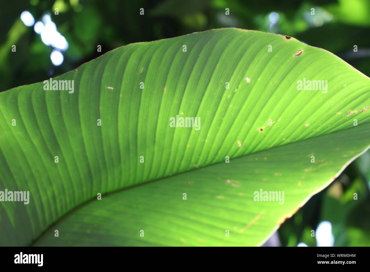 Feuille tropicale unique avec soleil éclatant Banque D'Images