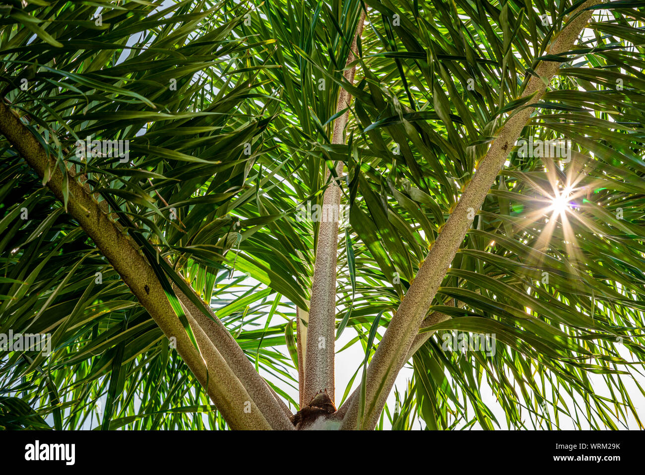 Le soleil qui brillait à travers un palmier sur son chemin vers l'horizon. Banque D'Images
