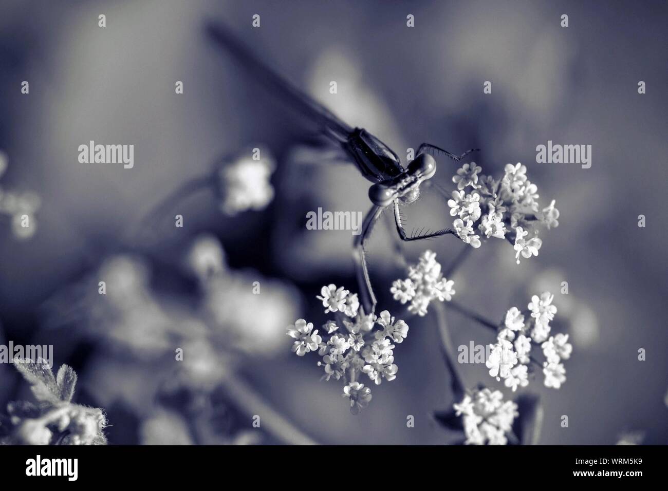 Close-up de libellule sur fleur Banque D'Images