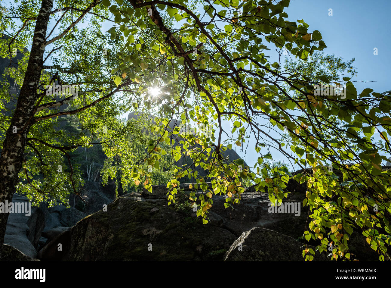 Soleil à travers le feuillage au premier pilier de la réserve naturelle de Stolby, Sibérie, Russie Banque D'Images