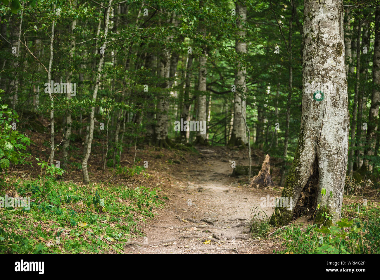 Sentier randonneur marqueurs sur un arbre dans une forêt Banque D'Images
