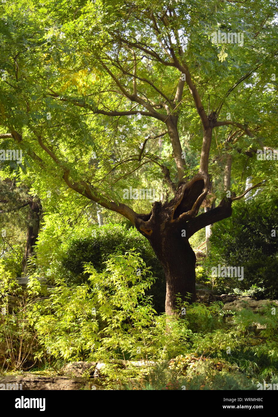 Célèbre érudit ancien arbre de parc Jingshan à Pékin, lieu de suicide de dernier empereur Ming de Chine défait par agriculteur uprise de Li Zicheng Banque D'Images