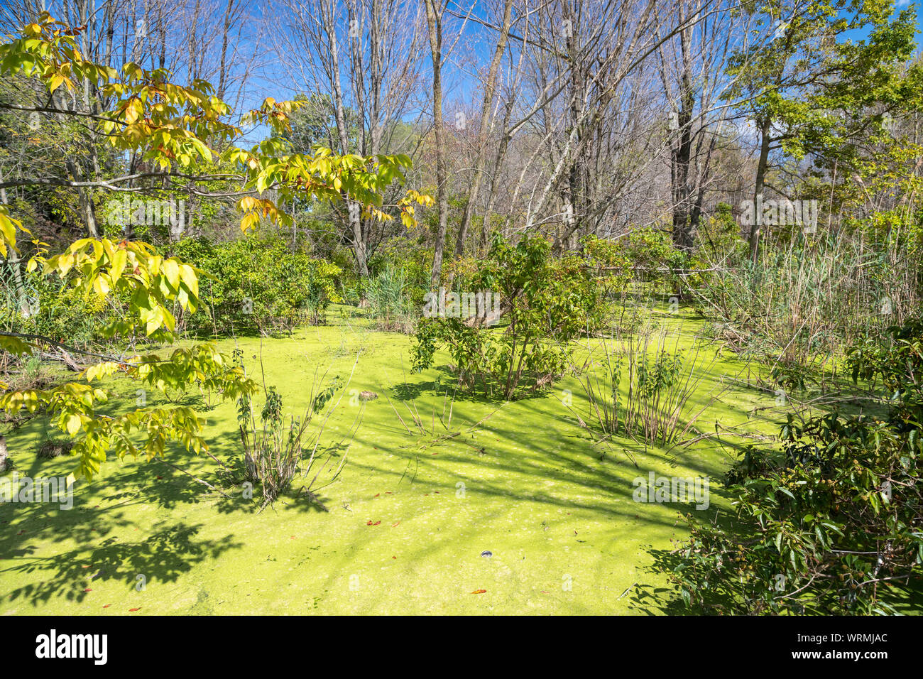 L'Ohio, l'Oregon - les bois humides à l'Trautman Nature Centre à Maumee Bay State Park. Banque D'Images