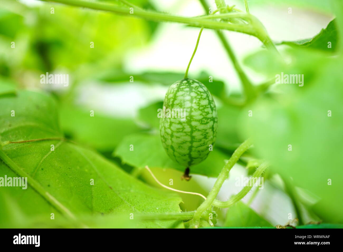 Cucamelon (sour) Cornichon mexicain sur de plus en plus entouré de vigne avec des feuilles vertes Banque D'Images