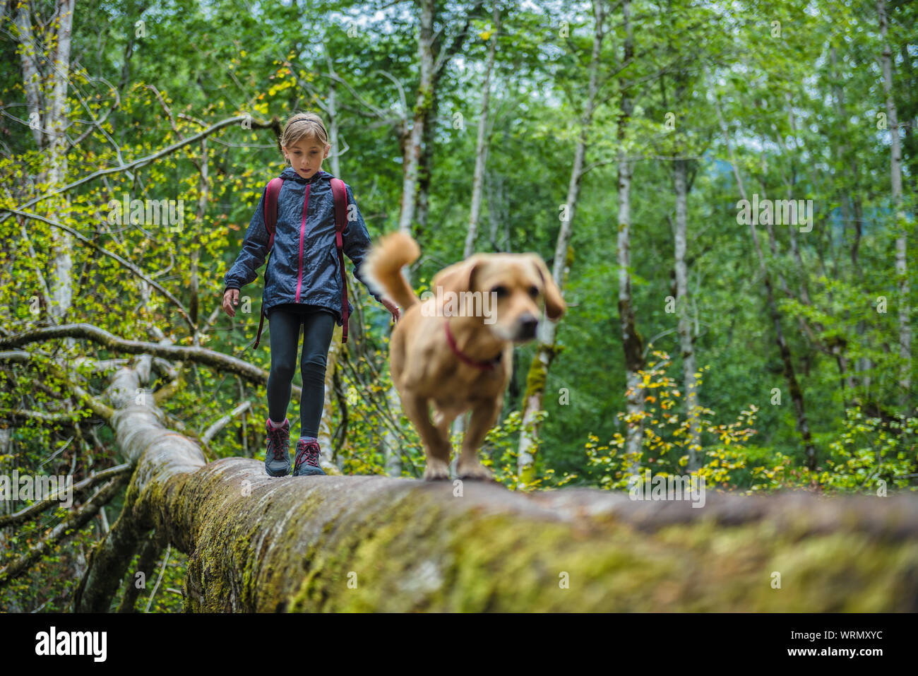 Fille avec un petit chien jaune randonnées en forêt et traversée de tree log Banque D'Images