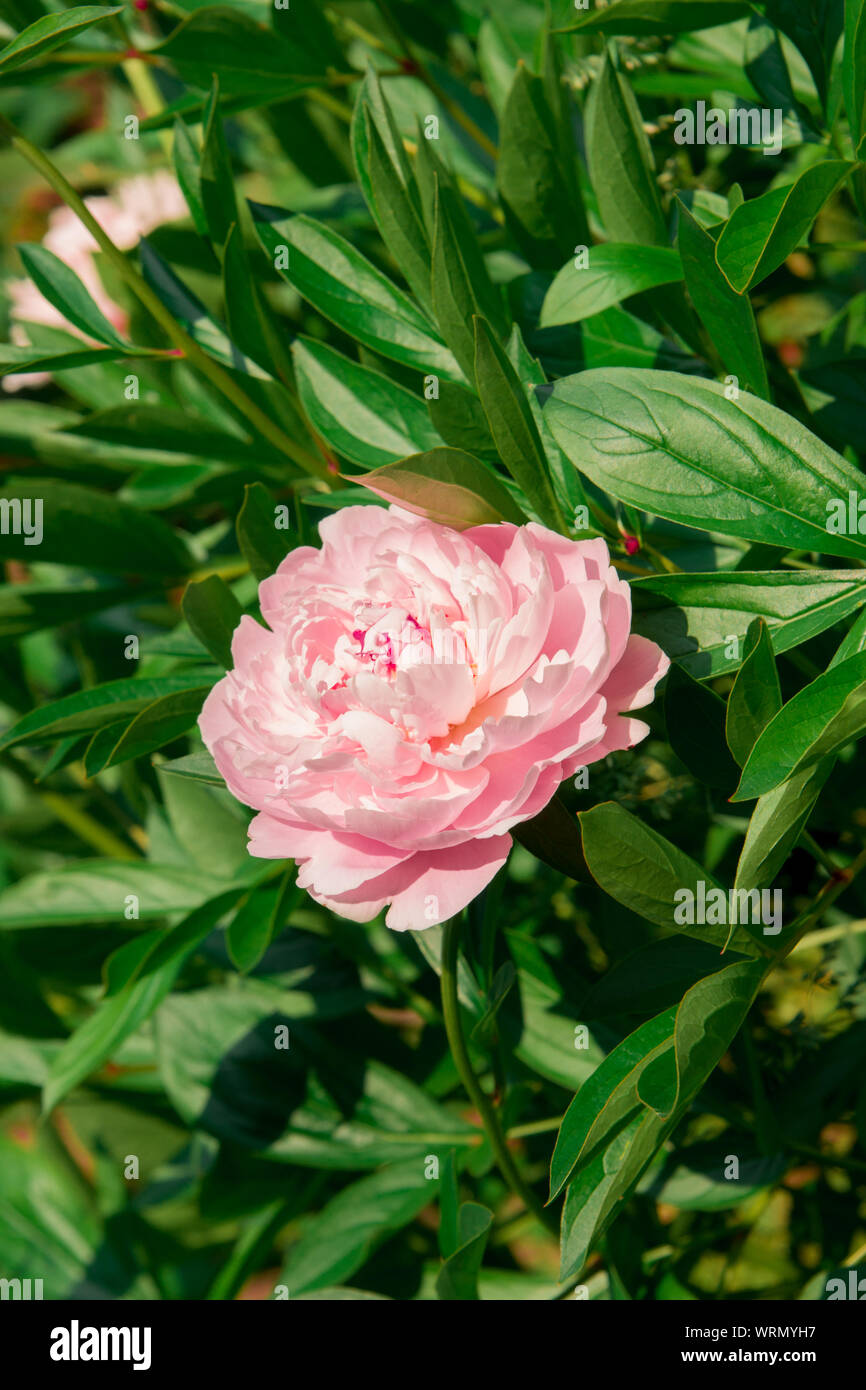 Pivoine rose fleur pousse sur un buisson Banque D'Images