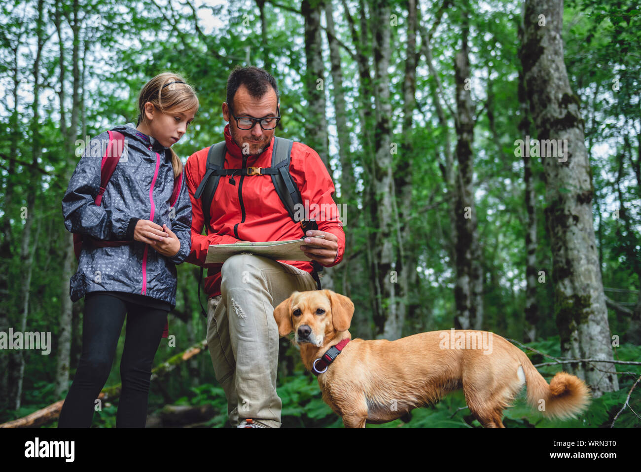Père et fille avec petit chien jaune randonnée en forêt et de contrôle de la carte Banque D'Images