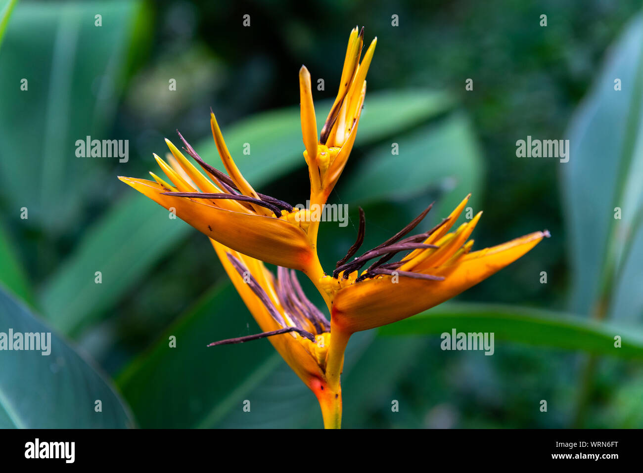 Une photo en gros plan d'un Streletzia reginae plante prises en Equateur ; c'est généralement connu comme un Oiseau-de-paradis, fleur. Banque D'Images