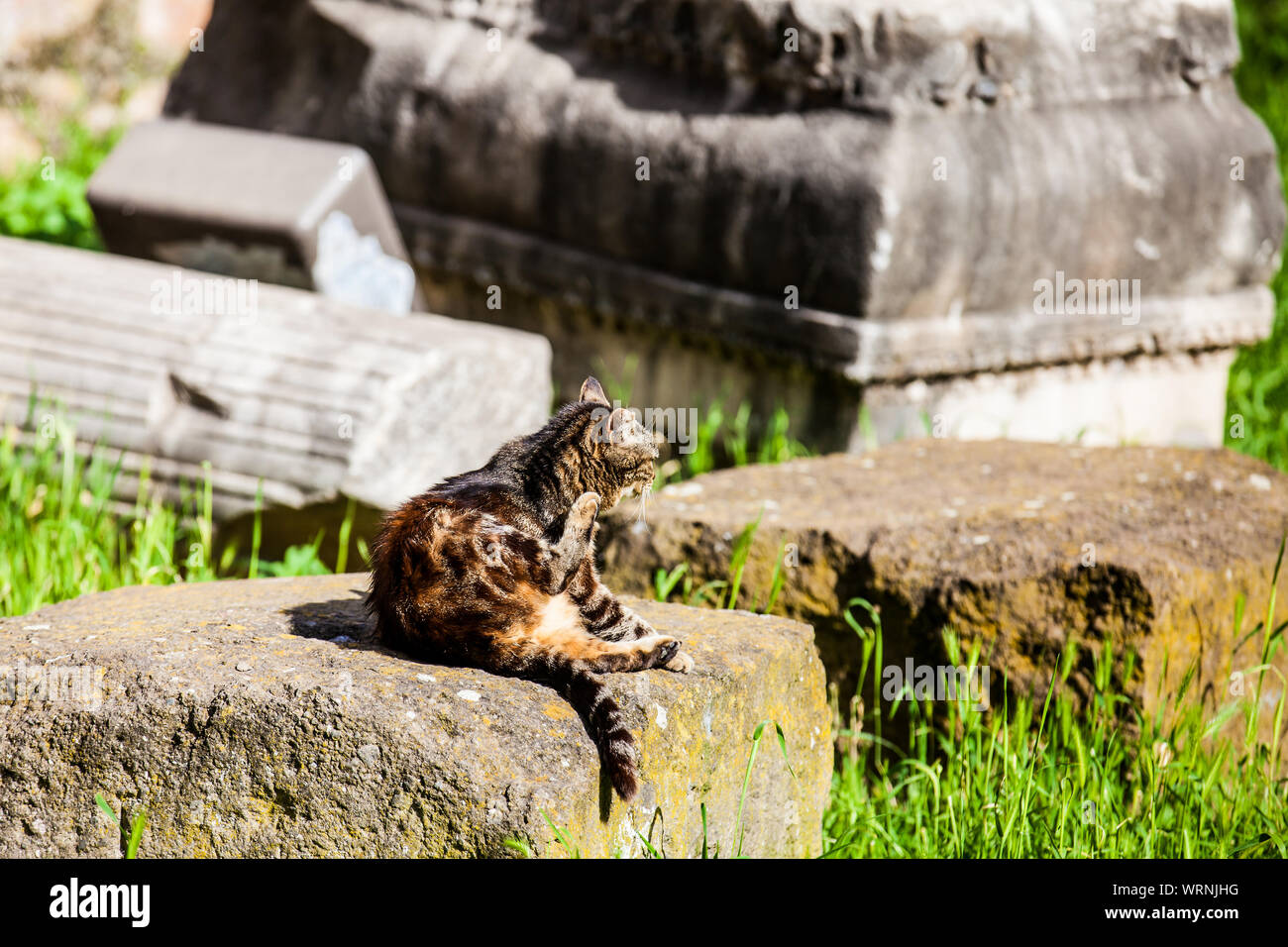 Les chats errants de soleil sur haut des ruines de colonnes romaines à la Piazza Vittorio Emanuele II à Rome Banque D'Images