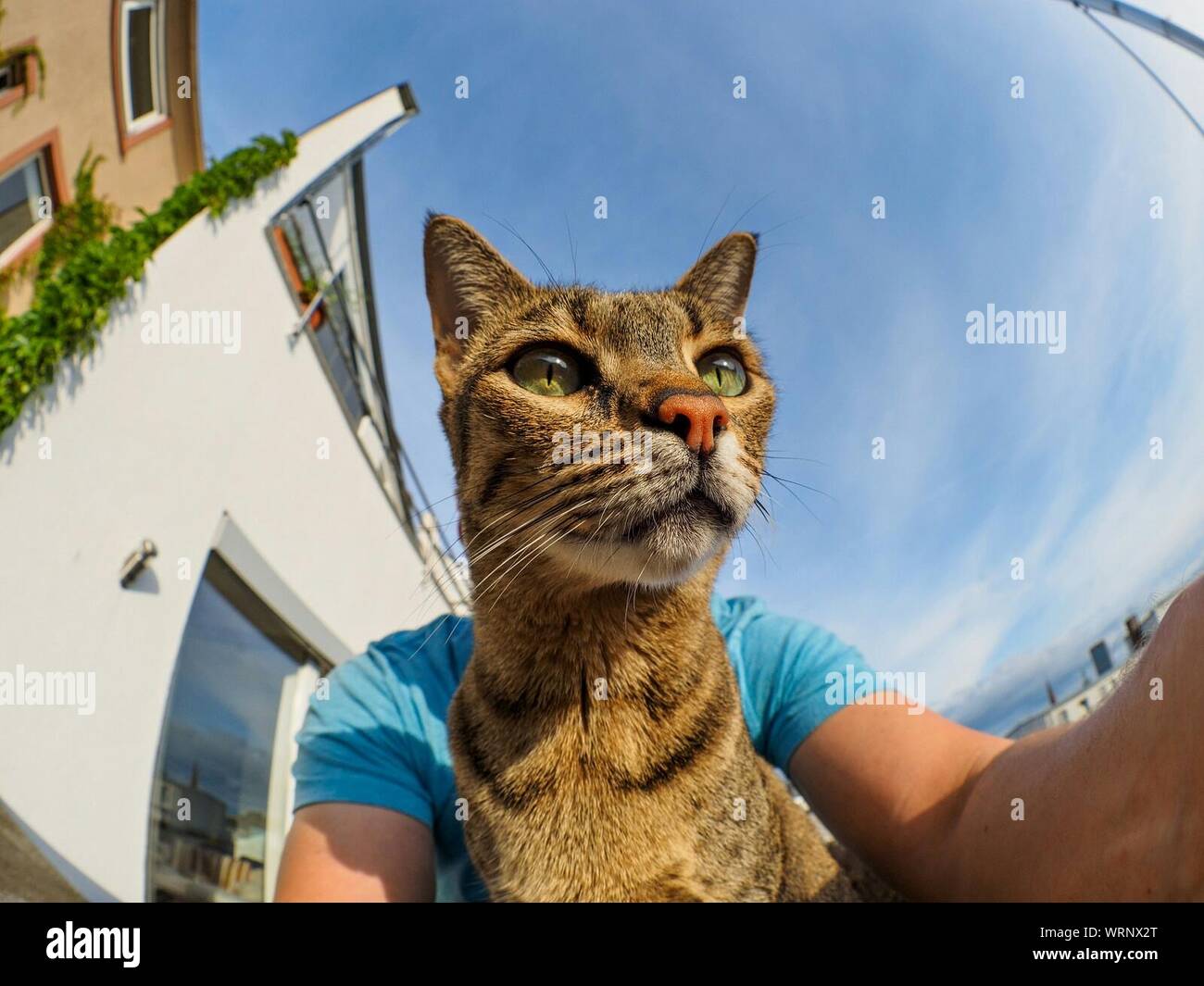 Optical Illusion Animal Banque D Image Et Photos Alamy Optical Illusion Animal Banque D Image Et Photos Alamy