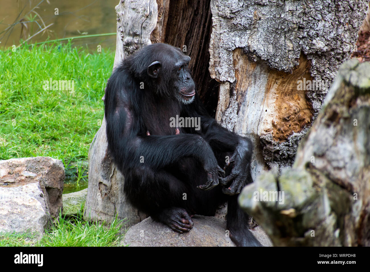 Le chimpanzé (Pan troglodytes), le chimpanzé chimpanzé commun, robuste, ou simplement 'chimp', est une espèce de grands singes africains, 2019. Banque D'Images