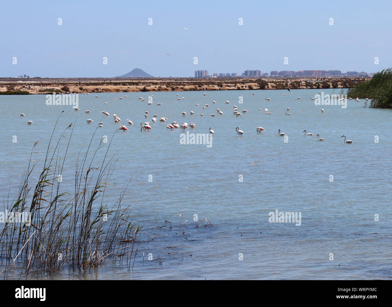 Des flamants roses (Phoenicopterus roseus) se nourrissant d'un salt lake, près de San Pedro de Pinatar dans la région de Murcie, Espagne. Tout à fait un site commun ici. Banque D'Images