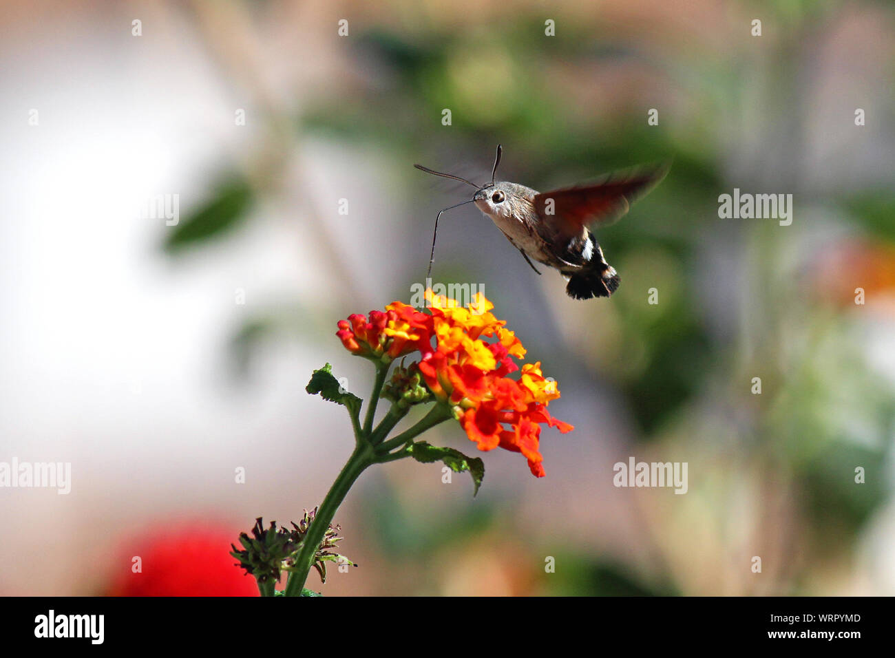 Un Colibri Hawk-Moth se nourrissant d'un Lantana flower en utilisant sa trompe pour atteindre le nectar tout en planant au-dessus de la fleur. Banque D'Images