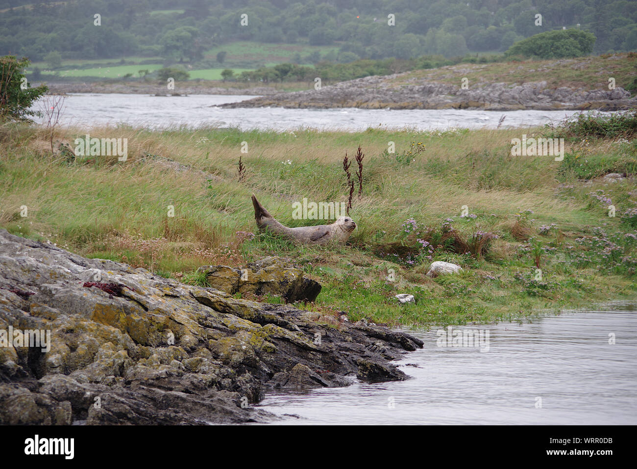 Le phoque commun, Kenmare River Banque D'Images