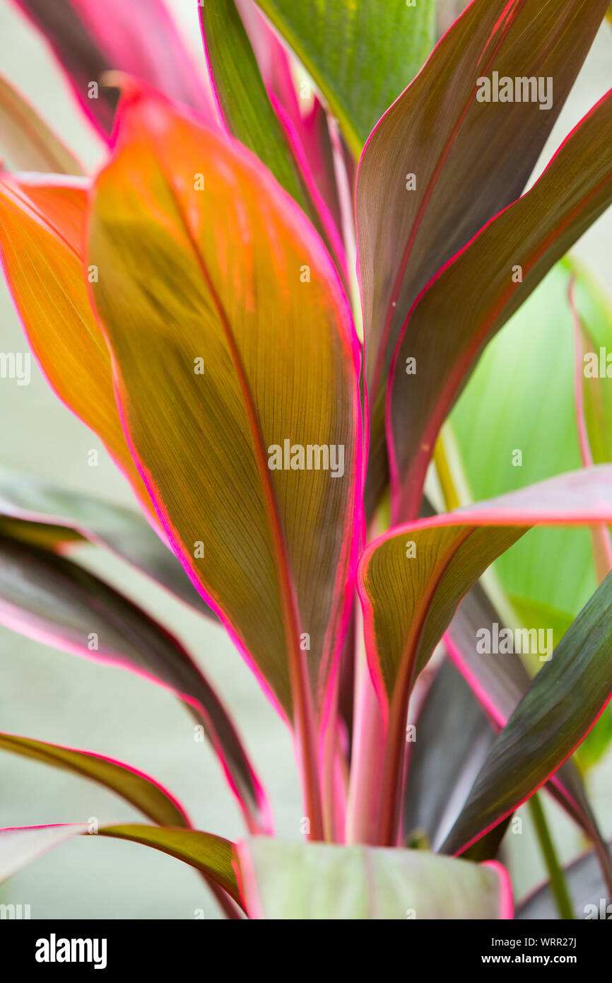 Cordyline Cordyline fruticosa, feuilles de Cordyline terminalis ou Ti Plante, feuille rouge texture background Banque D'Images