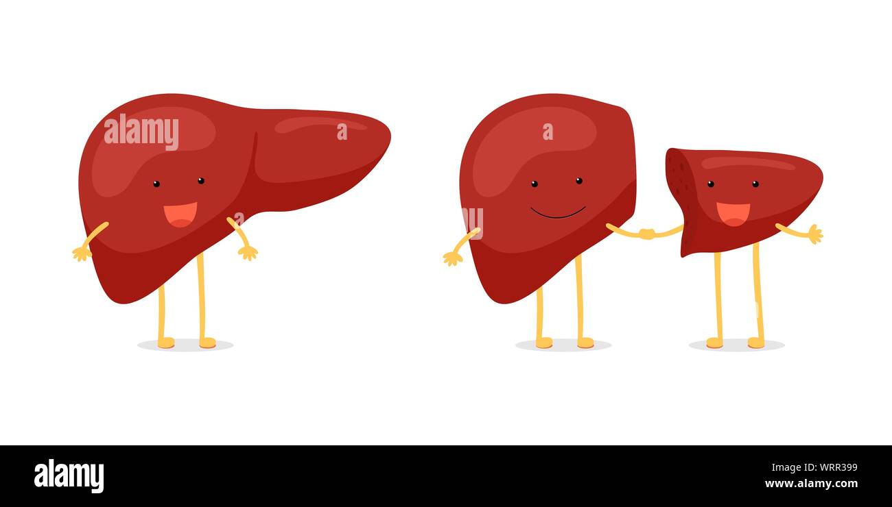 Transplantation hépatique du lobe droit du donneur vivant. Ensemble de personnages de dessin animé mignon. Concept d'opération de transplantation d'organe de la glande exocrine humaine. Illustration vectorielle plate Illustration de Vecteur