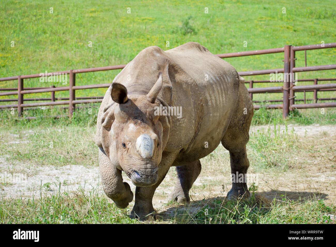 Plus One-Horned Rhino d'Asie dans l'axe à l'arrière-pays sauvage de l'Ohio à Cumberland. Rhinocéros puissant avec avertisseur simple trotting autour de cage en captivité. Endange Banque D'Images