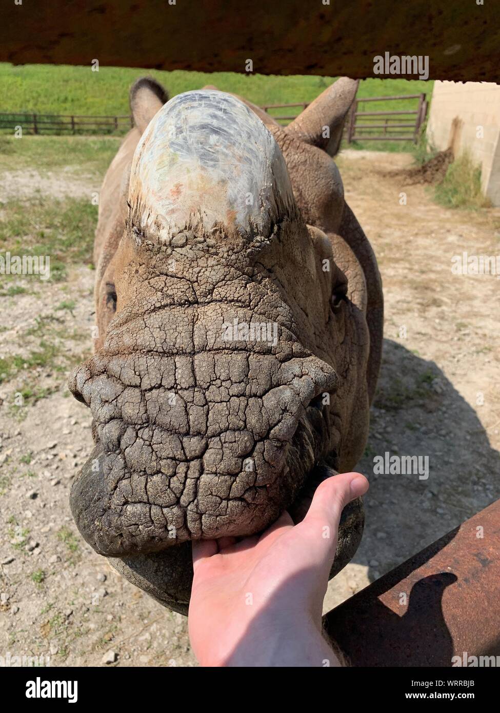 Plus One-Horned rhinocéros asiatique manger dans les wilds dans Cumberland de l'Ohio. Rhinocéros puissant avec avertisseur simple trotting autour de cage en captivité. Endange Banque D'Images