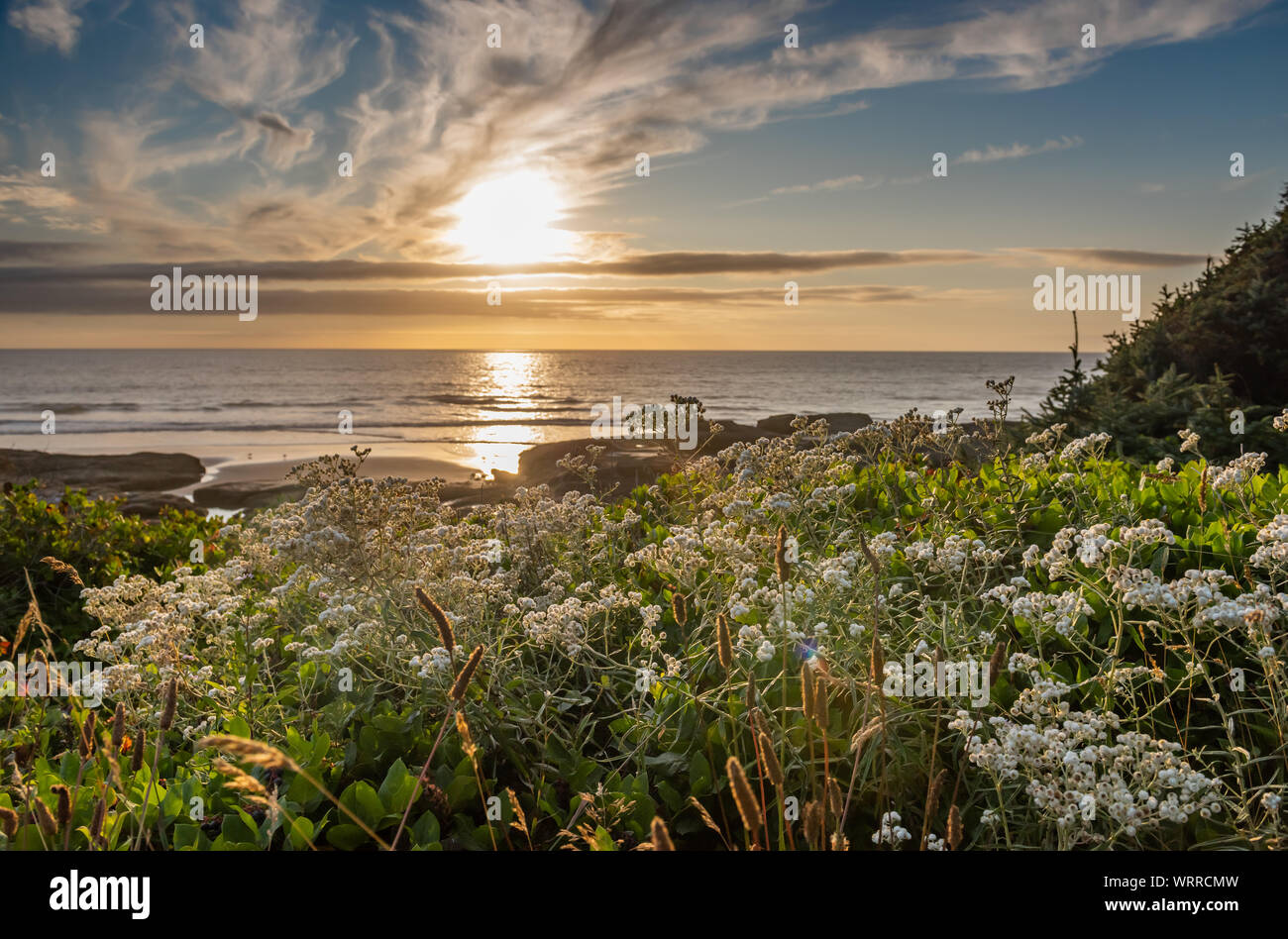 Naturel préservé, Oregon Coast seascape au coucher du soleil, avec des fleurs sauvages, pendant la golden hour. À Yachats Oregon. Banque D'Images