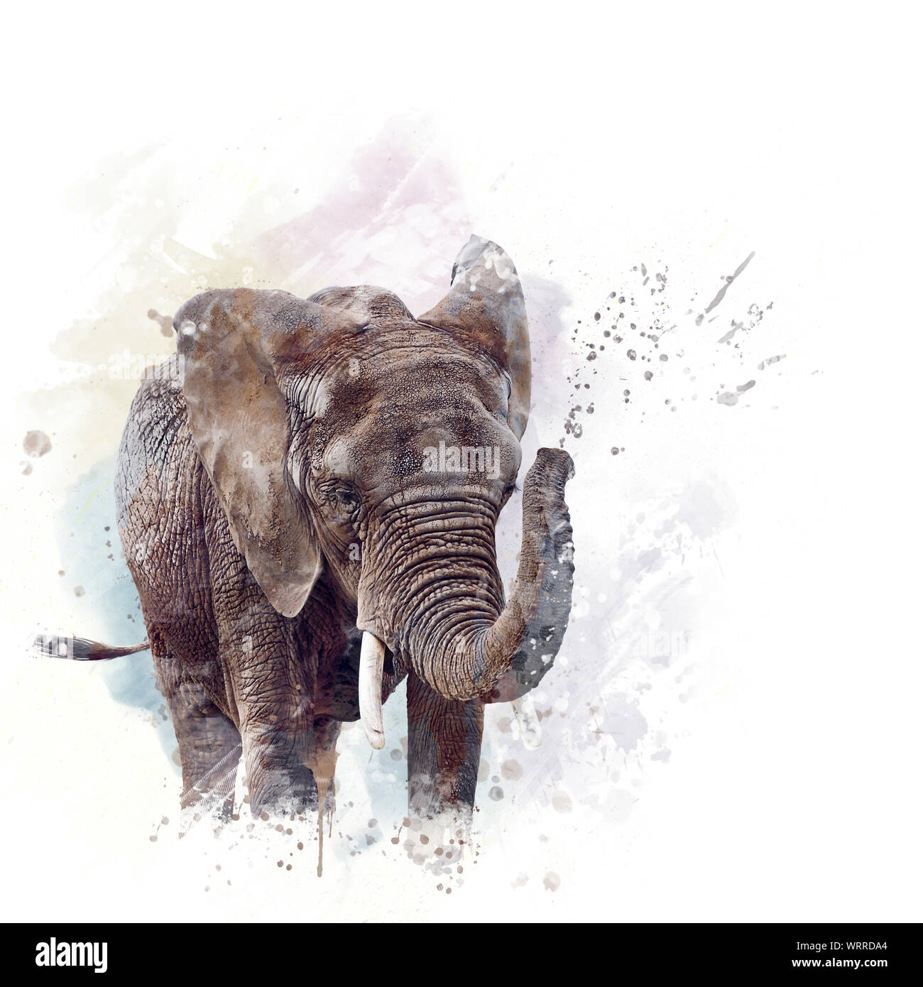 La tête de l'éléphant d'illustration à l'aquarelle sur fond blanc Banque D'Images
