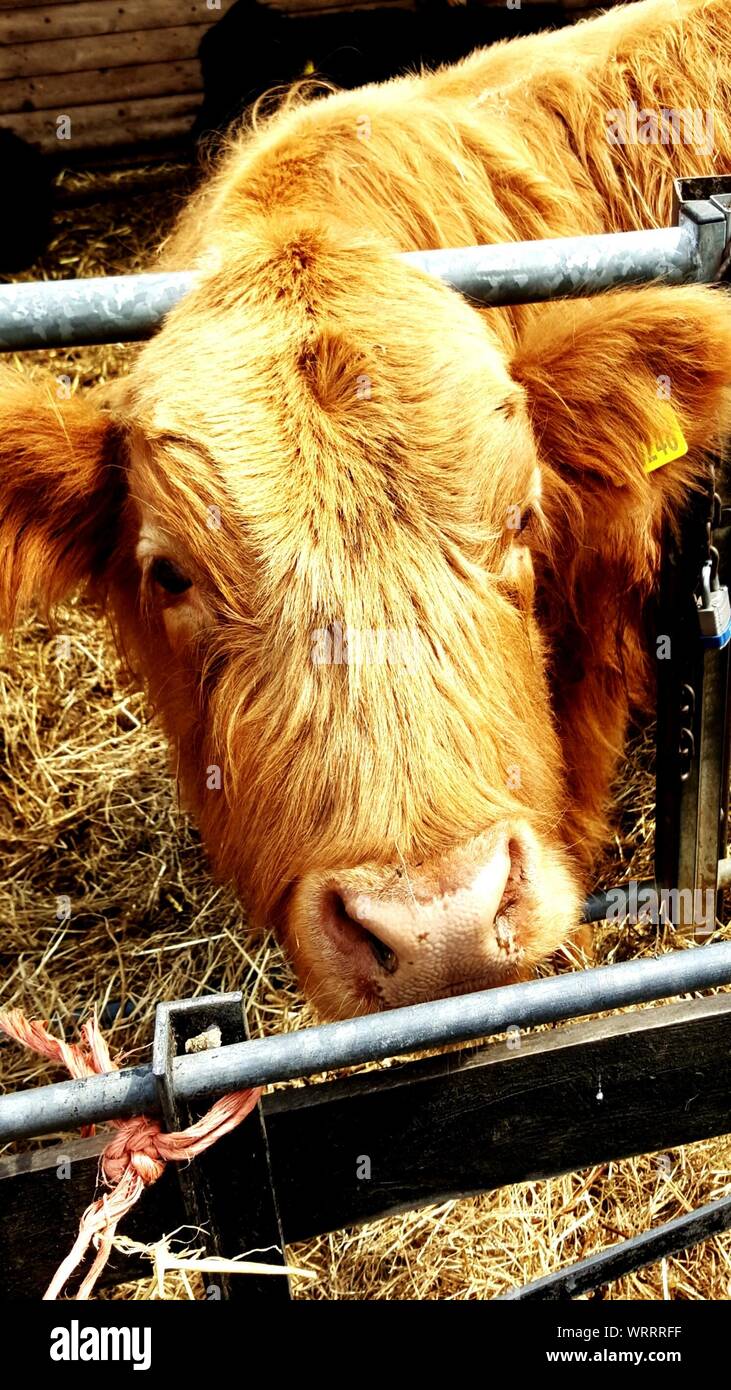 Portrait de veau Highland cattle By Fence Banque D'Images