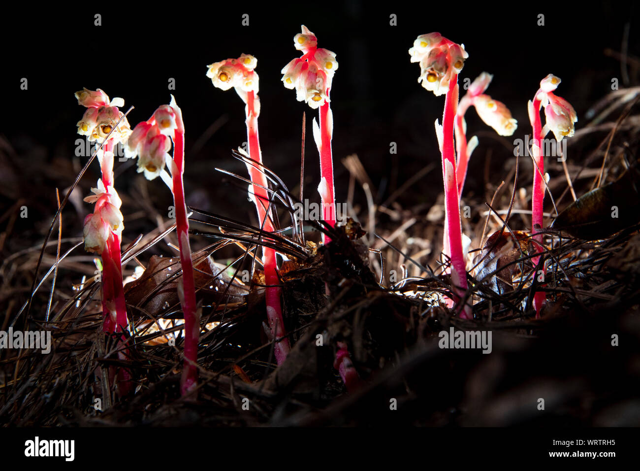 Pinesap Monotropa hypopitys (éclairés la nuit) - moulin à maïs Shoals Trail , État des forêts récréatives DuPont, Cedar Mountain, North Carolina, USA Banque D'Images