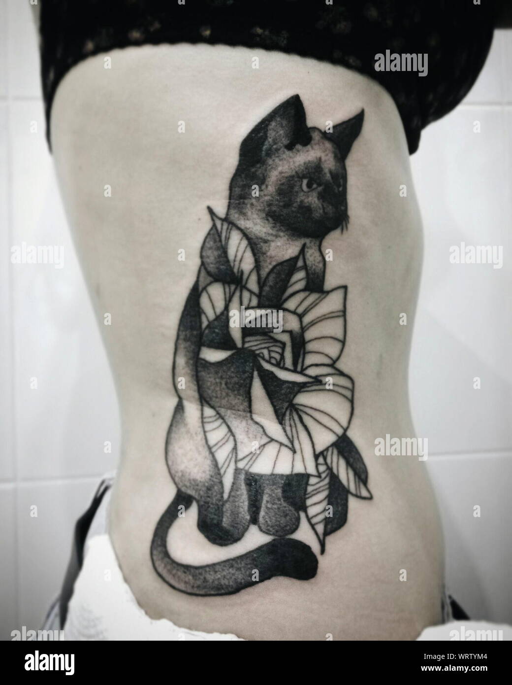 Chat De Tatouage Banque D Image Et Photos Alamy