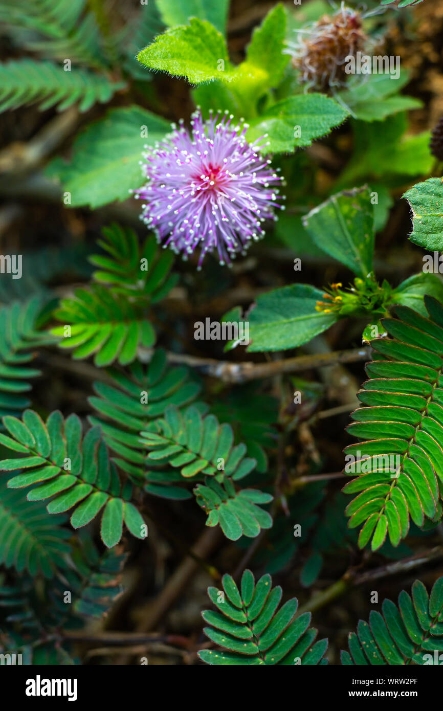Plante sensitive, Sleepy plante, le touch-me-not, Mimosa pudica plantes et fleurs pourpres, Close up & macro shot, Selective focus, Abstract background Banque D'Images