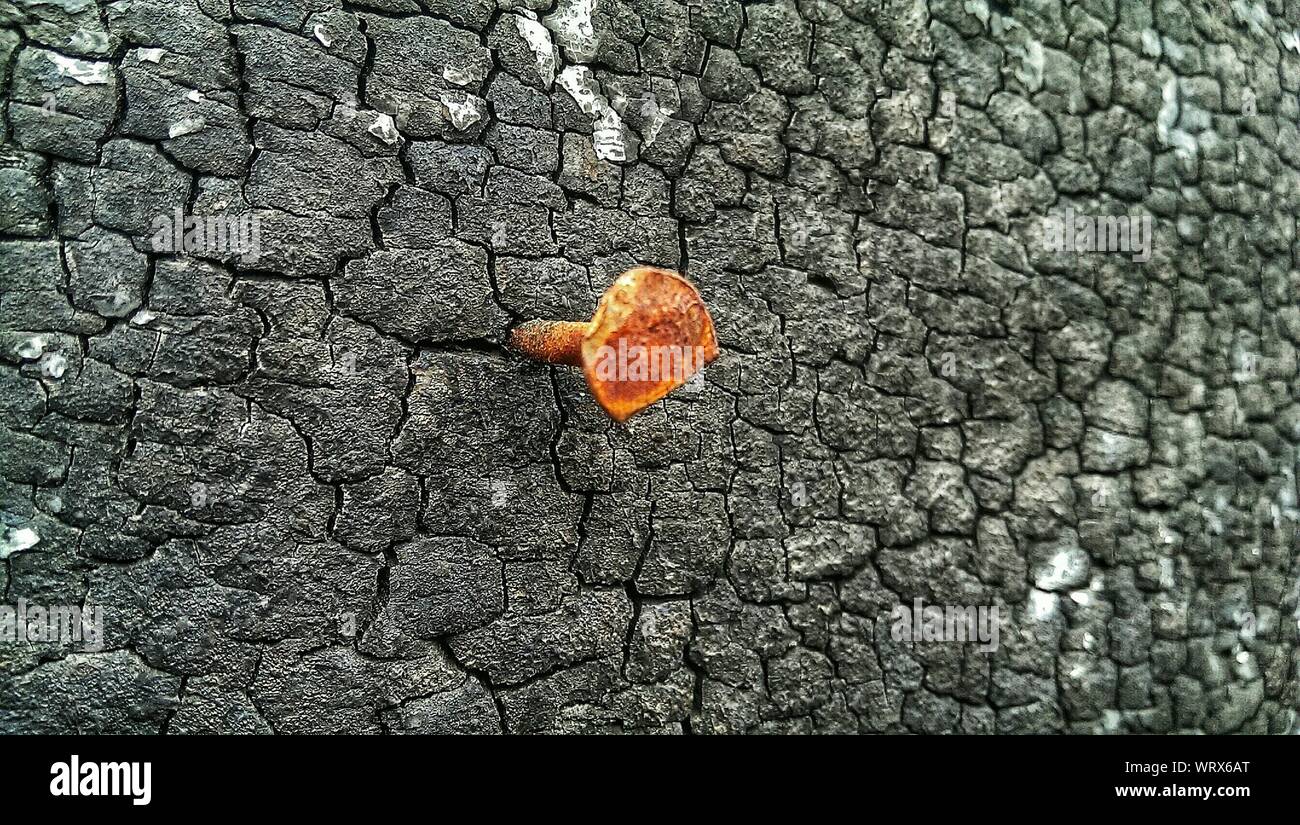 Clou dans le mur Banque de photographies et d’images à haute résolution Alamy