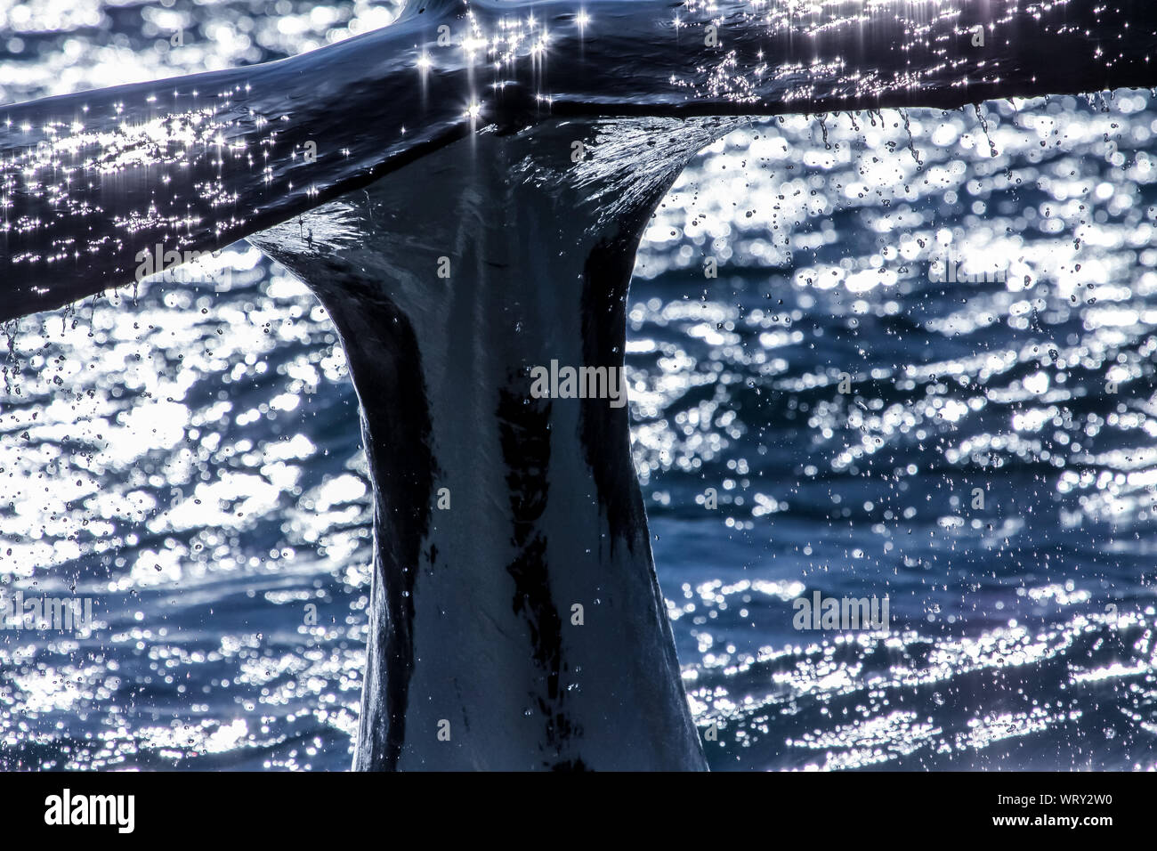 Queue d'une baleine à bosse alors que juste avant la plongée, au large des côtes de l'Australie Banque D'Images