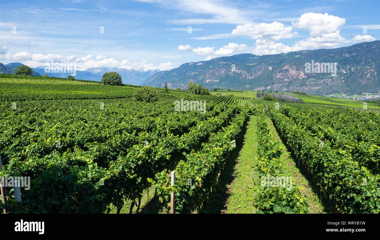 Un paysage extraordinaire sur les vignobles de la région du Trentin Haut Adige en Italie. La route des vins. Concours naturel Banque D'Images