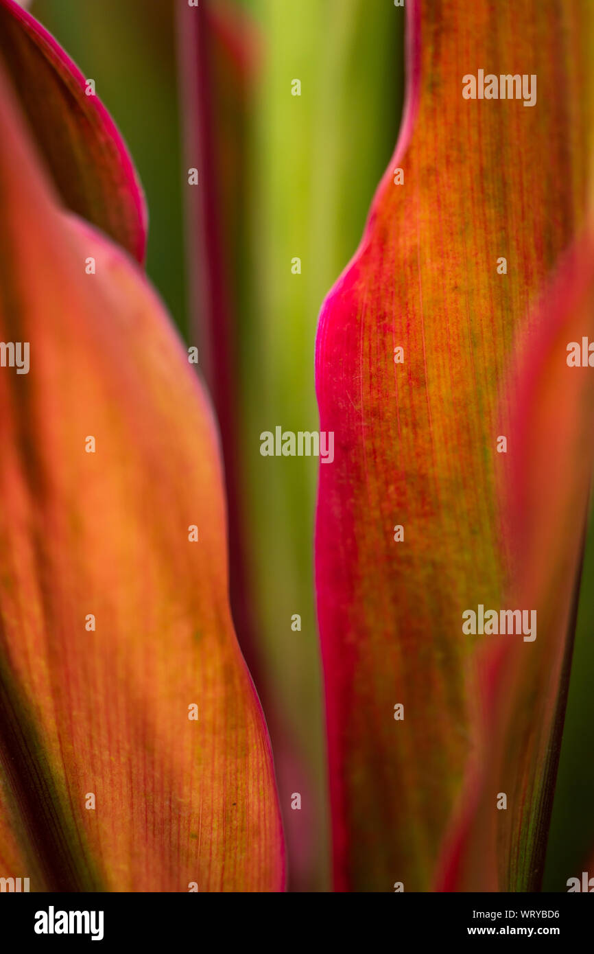 Ti plante ou feuilles de Cordyline Cordyline fruticosa, Cordyline terminalis feuilles rouges texture background, Close up & macro shot Banque D'Images