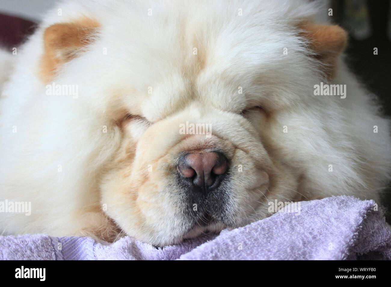sleepy chow chow