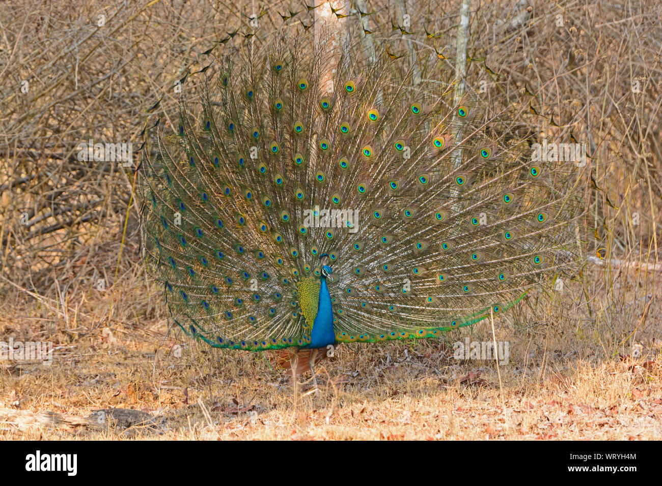 Montrant son Paon afficher complet dans la forêt dans le Parc National de Nagarhole en Inde Banque D'Images