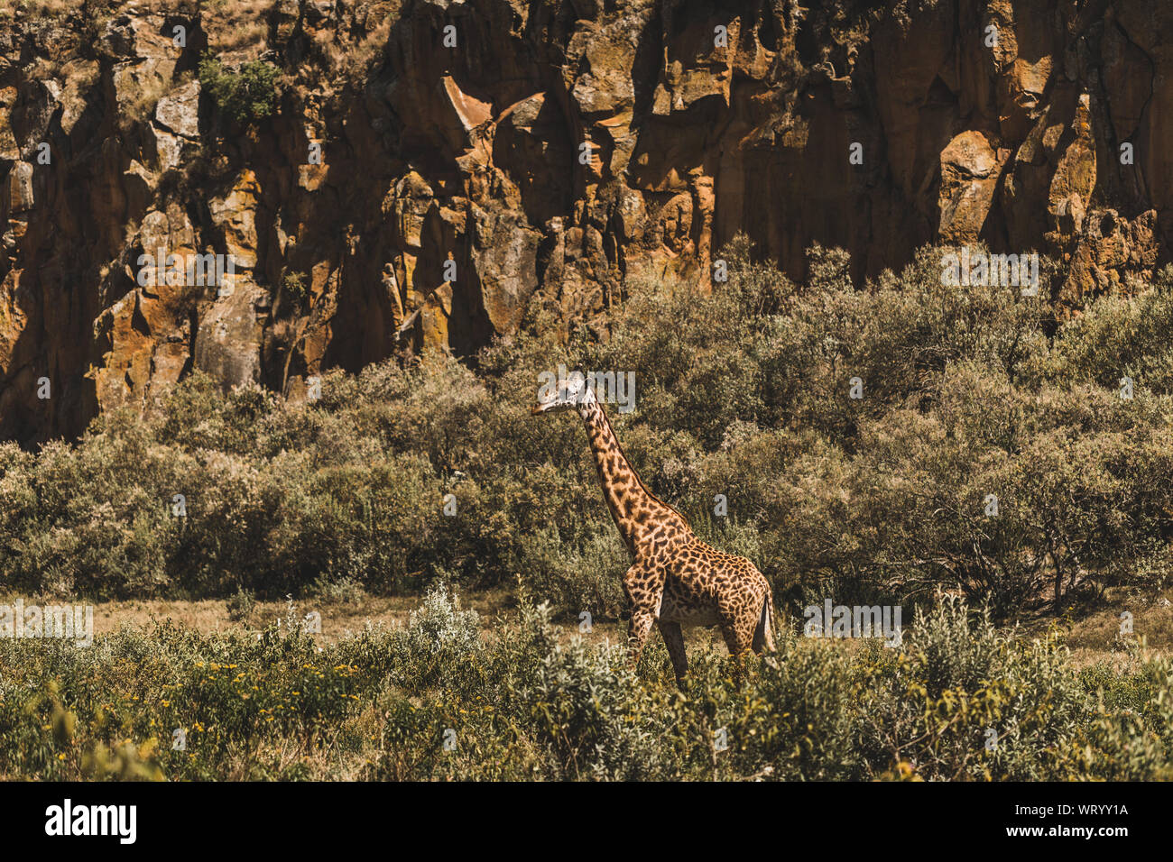 Une girafe se cachant dans des buissons. Safari au Kenya, Afrique. La nature et les animaux sauvages. Voyager en savane africaine. Banque D'Images