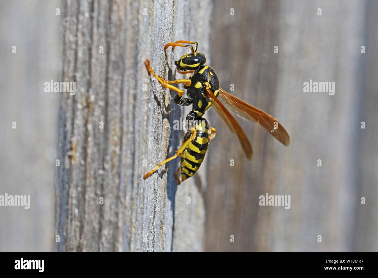 Tree wasp wasp papier, ou très proche de bois décapage jusqu'à bâtir un nid Amérique dolichovespula sylvestris ou polistes gallicus ou dominula Banque D'Images