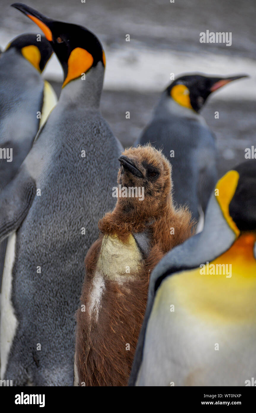 Bebe Pingouin La Mue Photo Stock Alamy